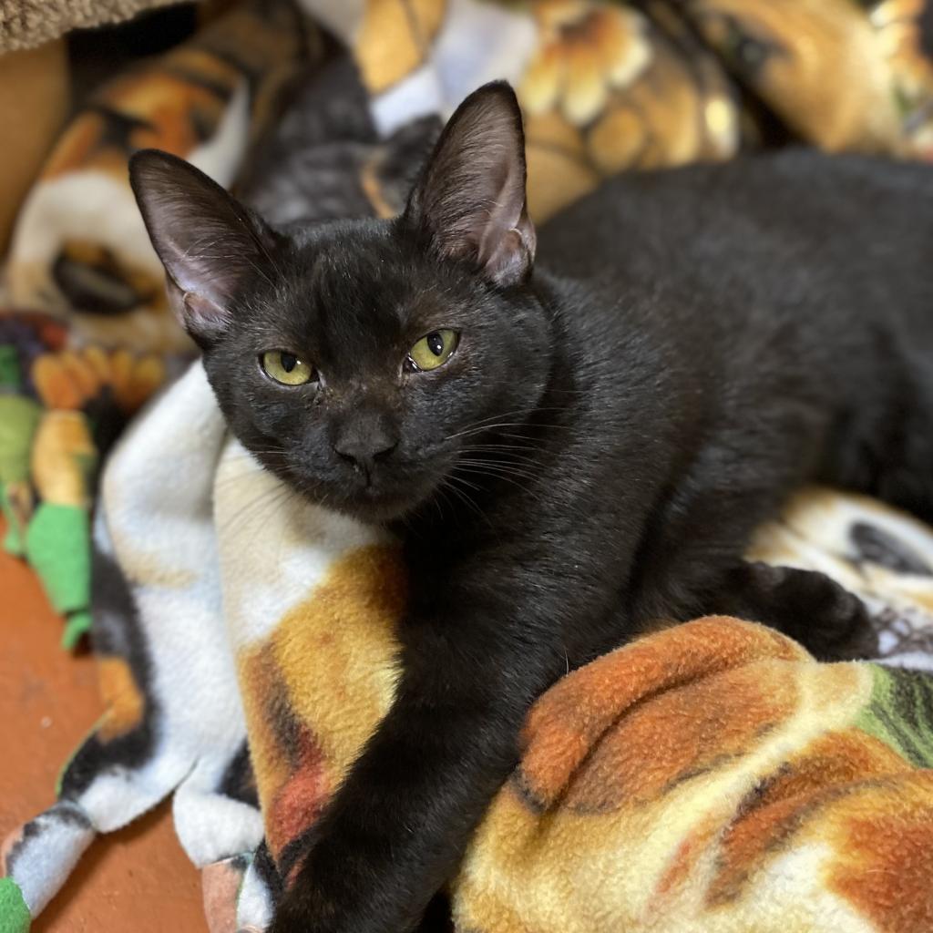 Kendra, an adoptable Domestic Short Hair in Mount Juliet, TN, 37122 | Photo Image 2