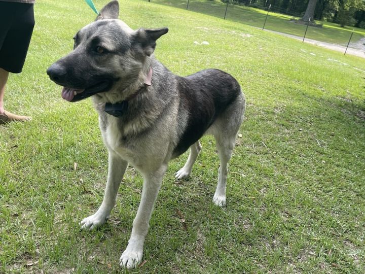 Dude, an adoptable German Shepherd Dog in Troy, AL_image-1