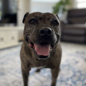 Hattie - AVAILABLE Pit Bull Terrier Dog