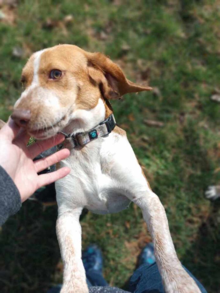 Butterscotch, an adoptable Beagle Mix in Breinigsville, PA_image-2