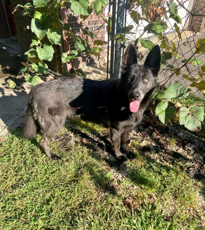 Stormi, an adoptable German Shepherd Dog Mix in Wilkesboro, NC_image-1