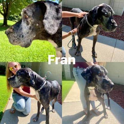 Fran, an adoptable Great Dane in Wilkesboro, NC_image-1