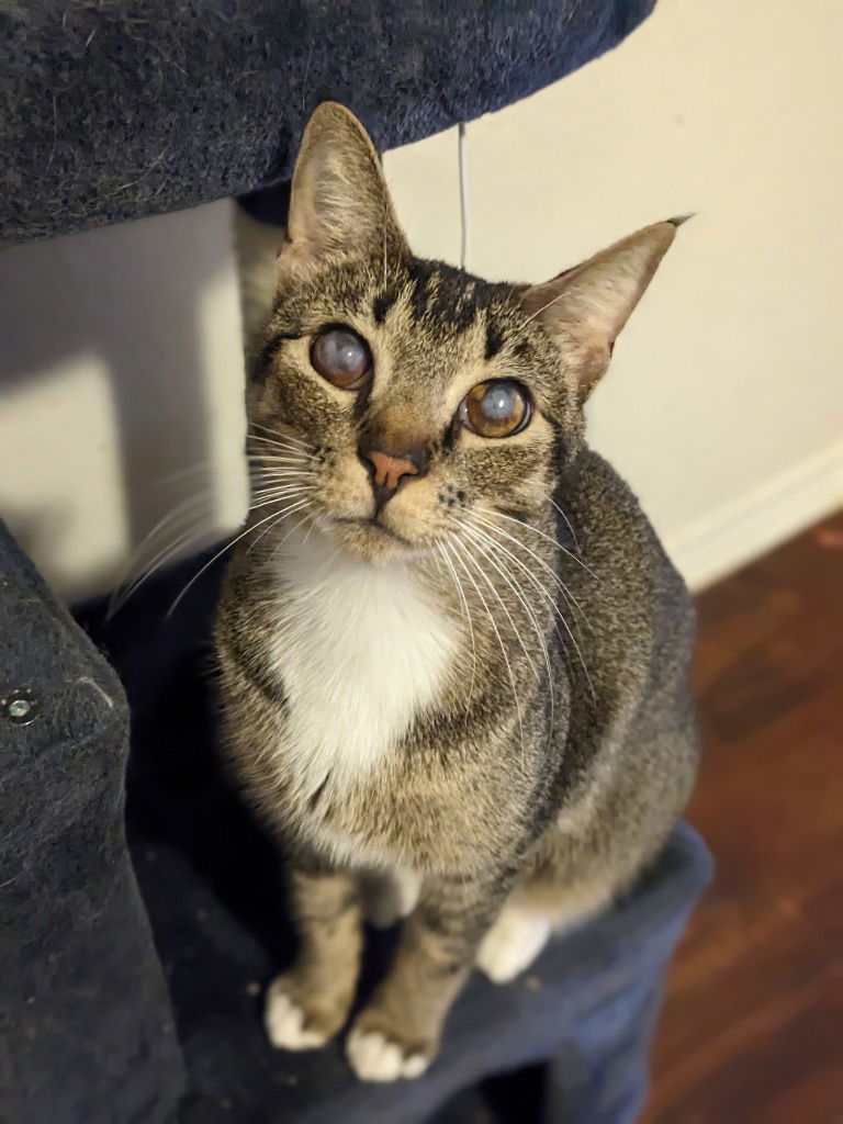 Blinkin, an adoptable Tabby in San Antonio, TX, 78247 | Photo Image 1