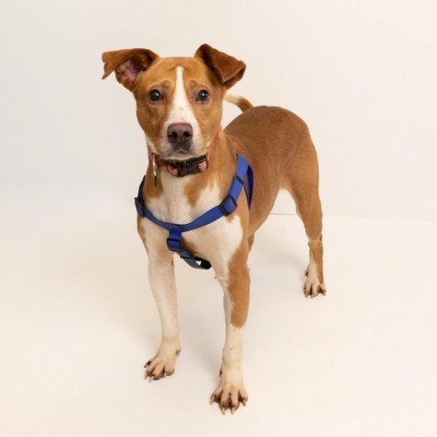 Meyers, an adoptable Terrier, Mixed Breed in Tuscaloosa, AL, 35401 | Photo Image 1