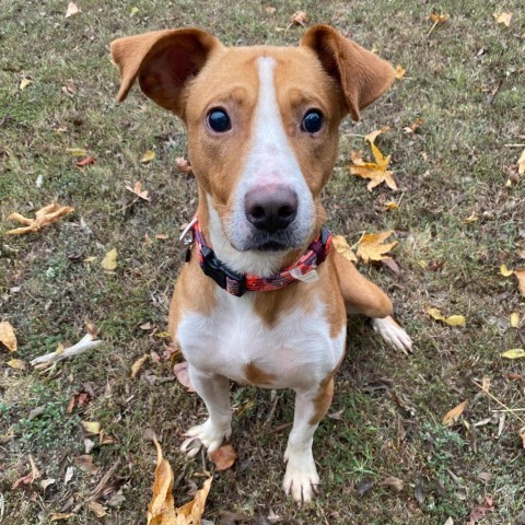 Meyers, an adoptable Terrier, Mixed Breed in Tuscaloosa, AL, 35401 | Photo Image 2