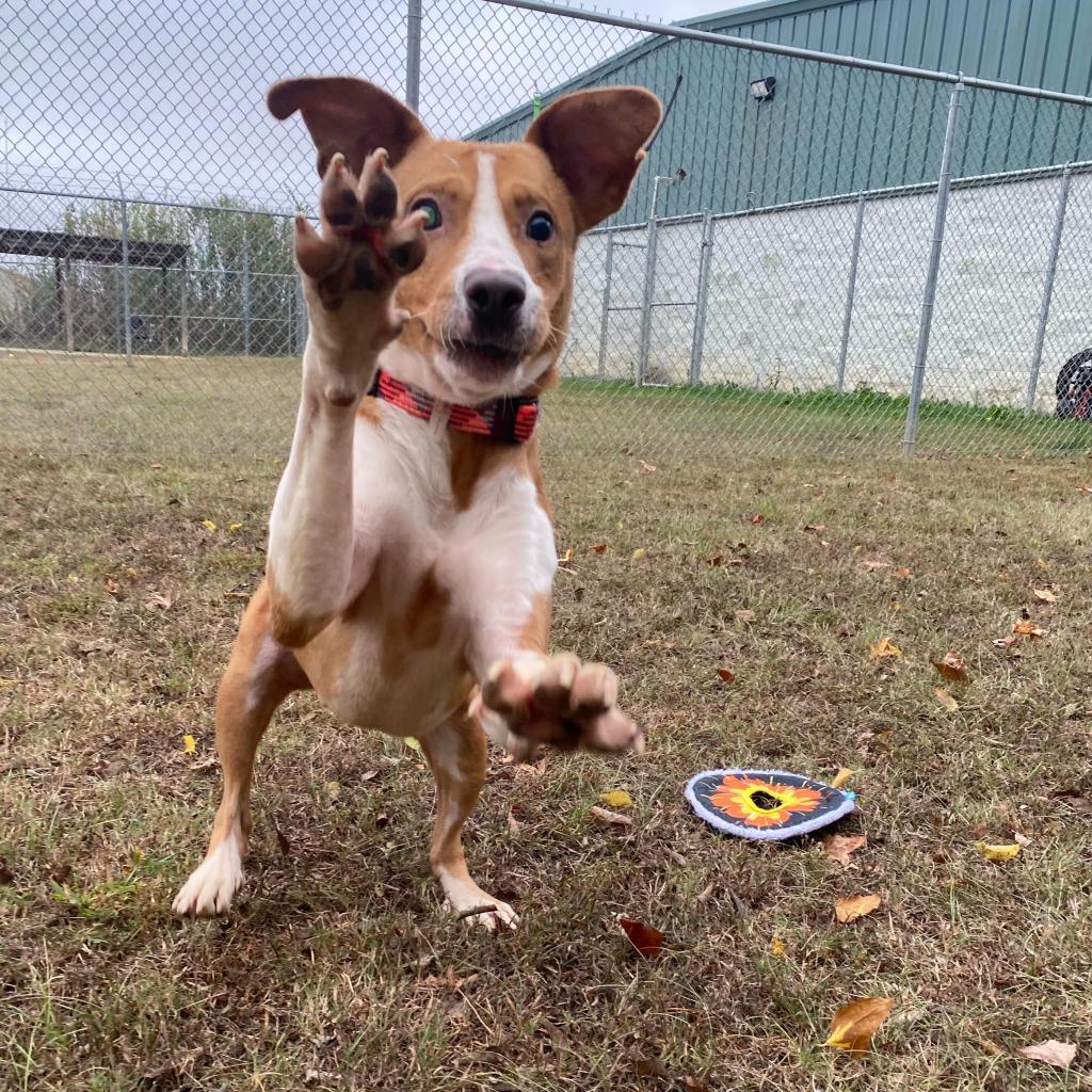 Meyers, an adoptable Terrier, Mixed Breed in Tuscaloosa, AL, 35401 | Photo Image 2