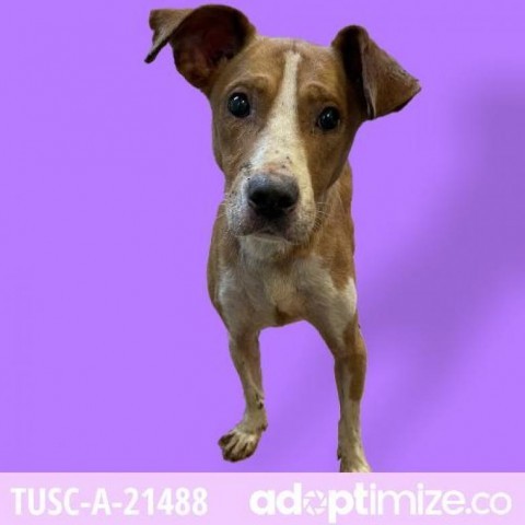 Meyers, an adoptable Terrier, Mixed Breed in Tuscaloosa, AL, 35401 | Photo Image 3