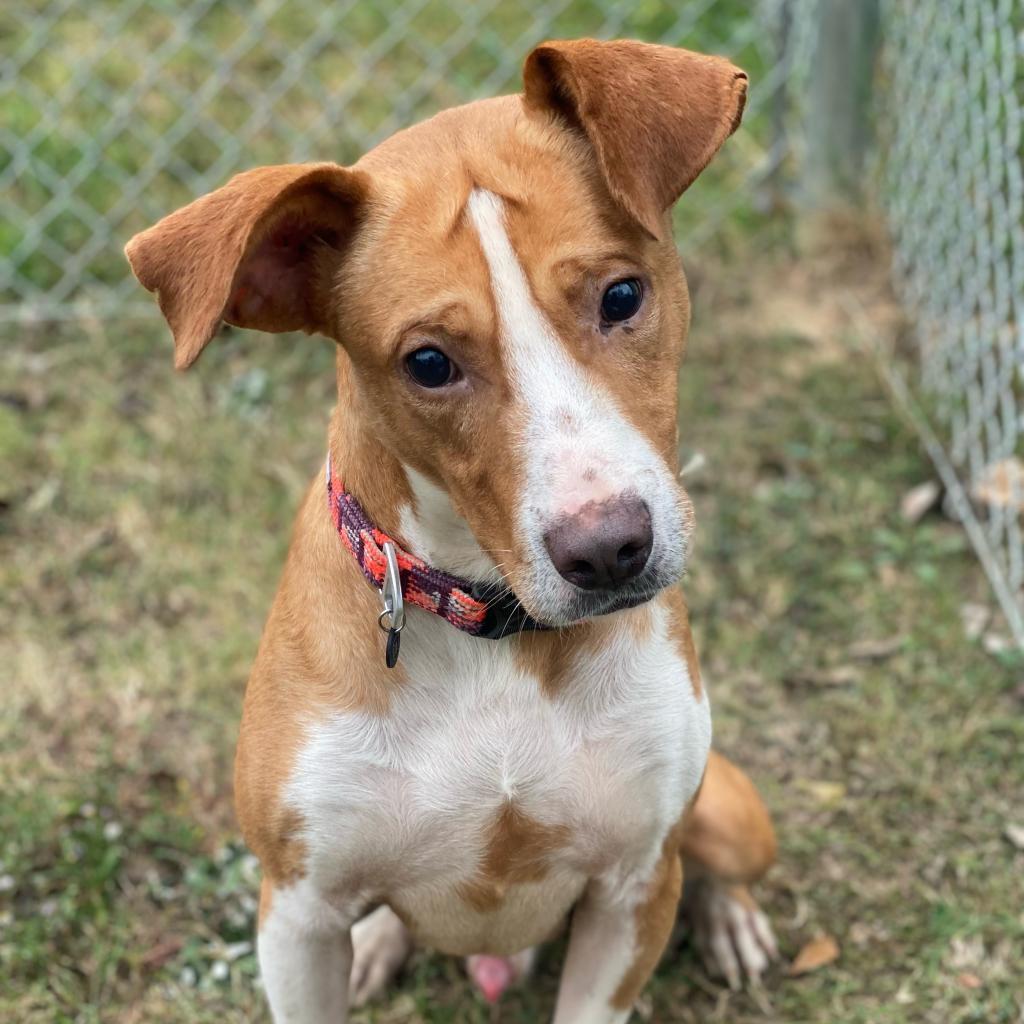 Meyers, an adoptable Terrier, Mixed Breed in Tuscaloosa, AL, 35401 | Photo Image 3