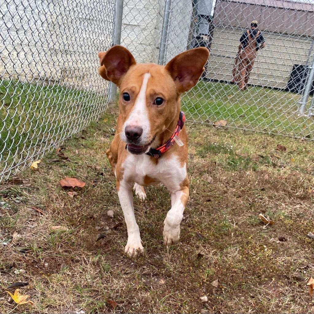 Meyers, an adoptable Terrier, Mixed Breed in Tuscaloosa, AL, 35401 | Photo Image 4