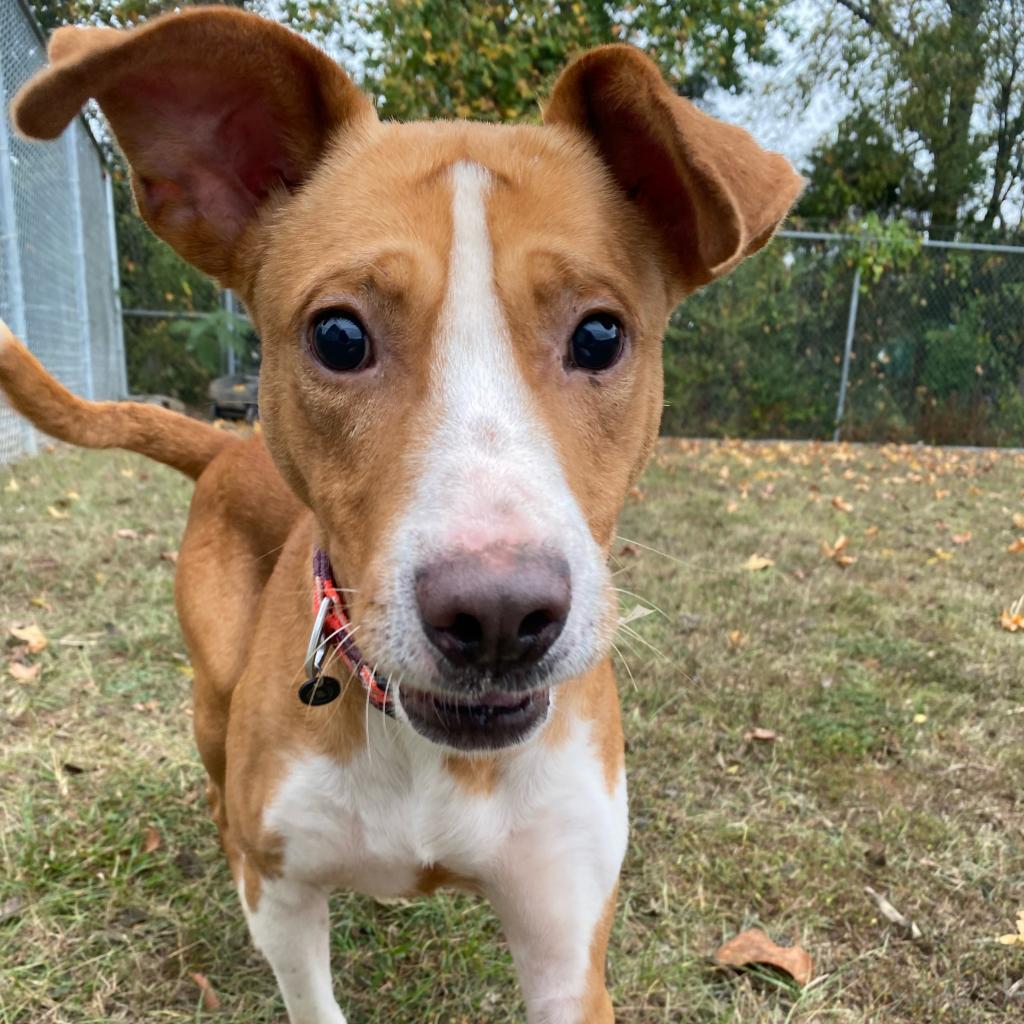 Meyers, an adoptable Terrier, Mixed Breed in Tuscaloosa, AL, 35401 | Photo Image 5