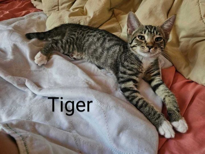 Tiger 4