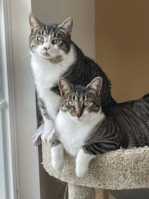 Joffrey, Young Male Tabby