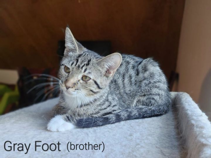 Greyfoot 1