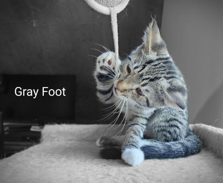 Greyfoot 2