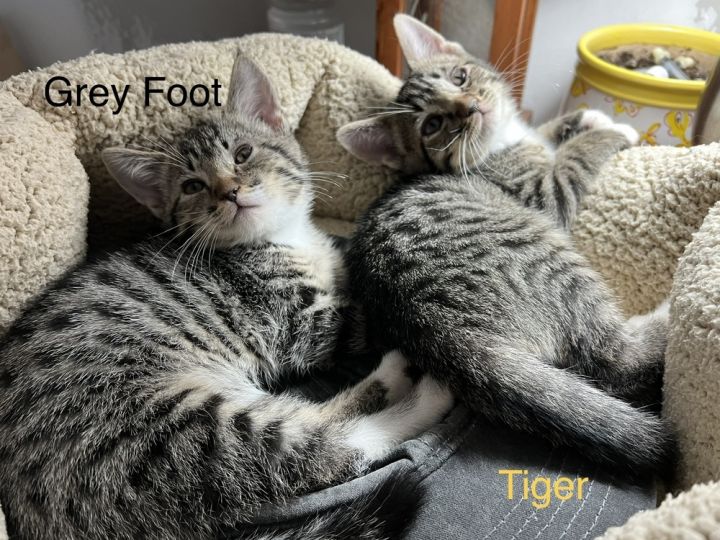 Greyfoot 3