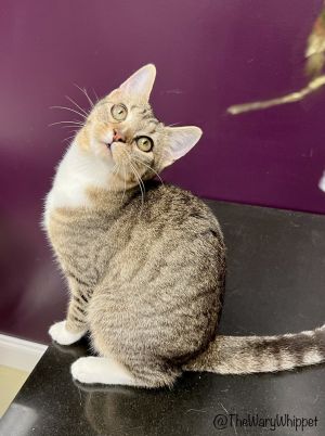 Lisa, Adult Female Tabby