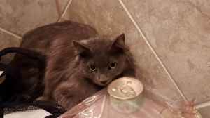Q*Bert, Adult Female Russian Blue
