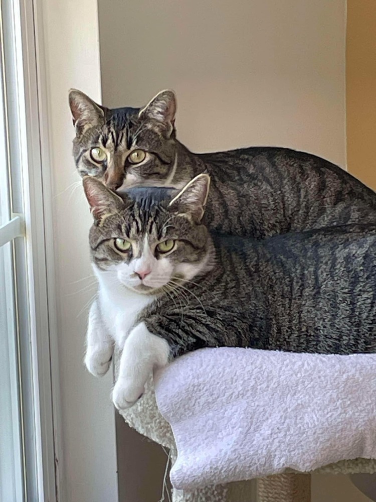 Theon, an adoptable Tabby in Cary, NC, 27511 | Photo Image 1
