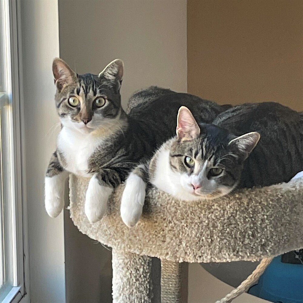 Theon, an adoptable Tabby in Cary, NC, 27511 | Photo Image 2