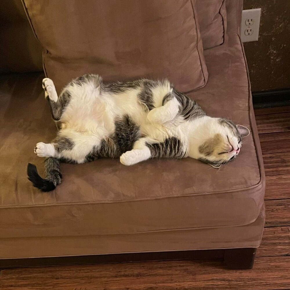 Theon, an adoptable Tabby in Cary, NC, 27511 | Photo Image 3