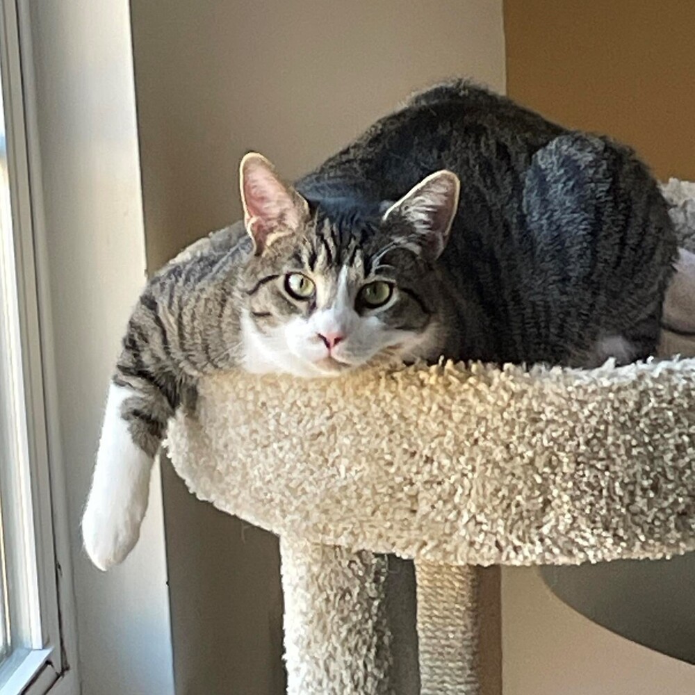 Theon, an adoptable Tabby in Cary, NC, 27511 | Photo Image 4