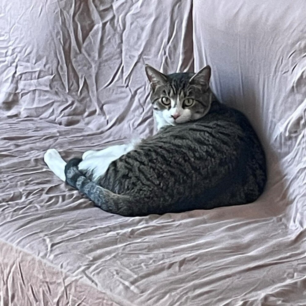 Theon, an adoptable Tabby in Cary, NC, 27511 | Photo Image 5