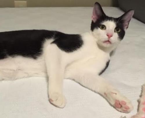 Lenny K, an adoptable Domestic Short Hair in Cary, NC, 27511 | Photo Image 3