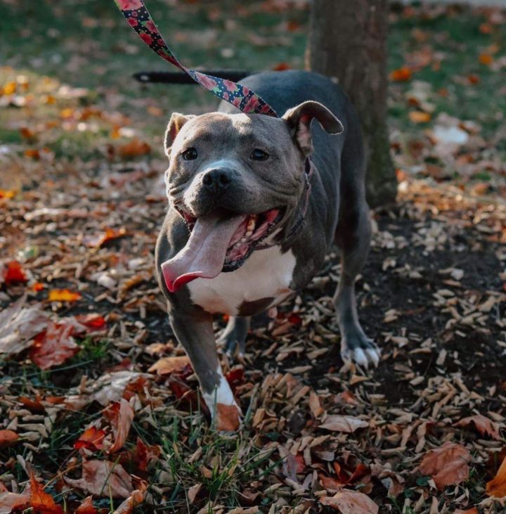 Tootsie, an adoptable American Staffordshire Terrier & Pit Bull Terrier Mix in Georgetown, KY_image-1