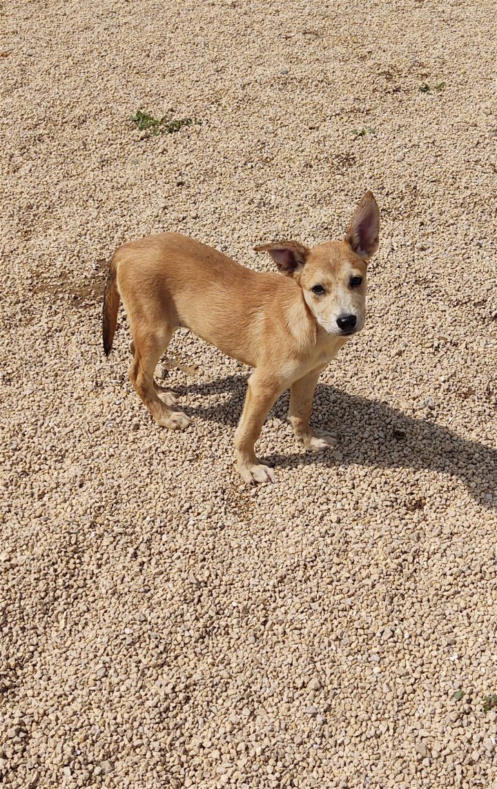 Echo, an adoptable German Shepherd Dog Mix in Maquoketa, IA_image-1