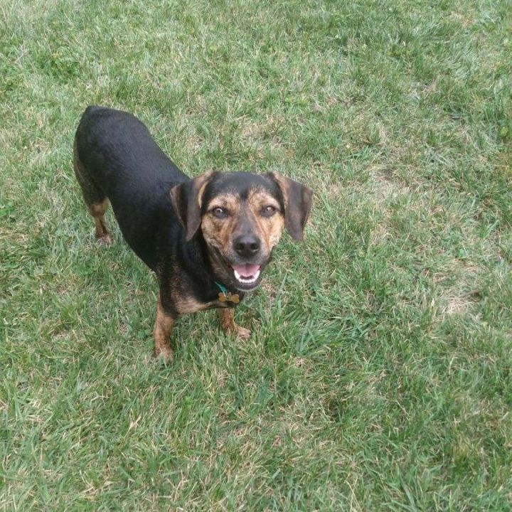 Dolly 1