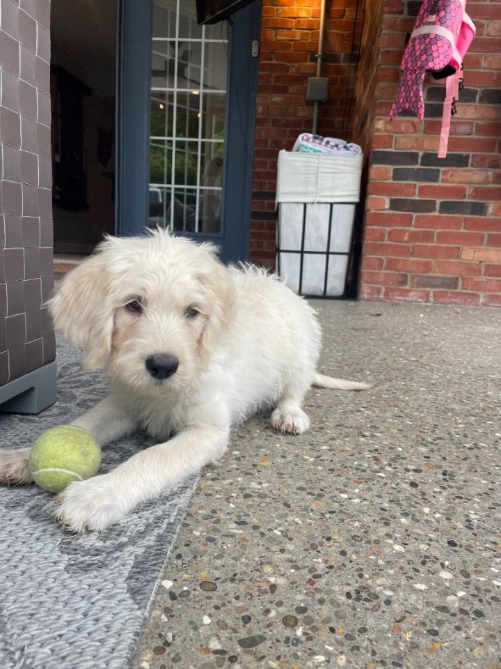 AJA, an adopted Labradoodle in La Grange, KY_image-6