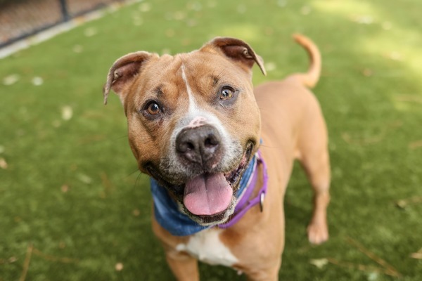 Charlie, an adoptable American Staffordshire Terrier Mix in Raleigh, NC_image-3