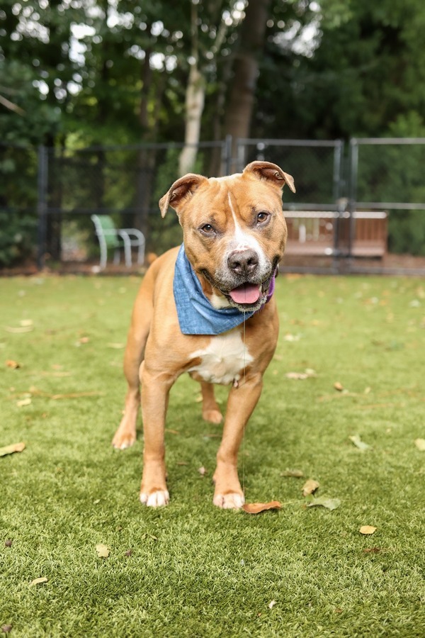Charlie, an adoptable American Staffordshire Terrier Mix in Raleigh, NC_image-5