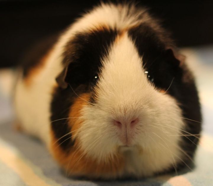 Fergie and Fiona, an adopted Guinea Pig in Budd Lake, NJ_image-2