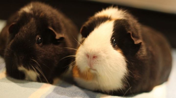 Fergie and Fiona, an adopted Guinea Pig in Budd Lake, NJ_image-4