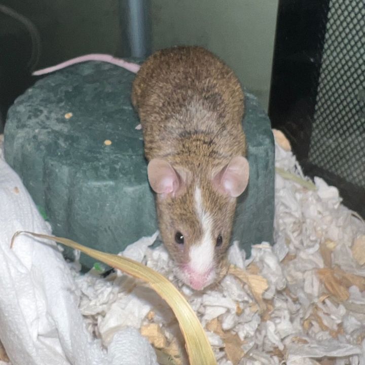 Pigeon, an adoptable Mouse in Verplanck, NY_image-5