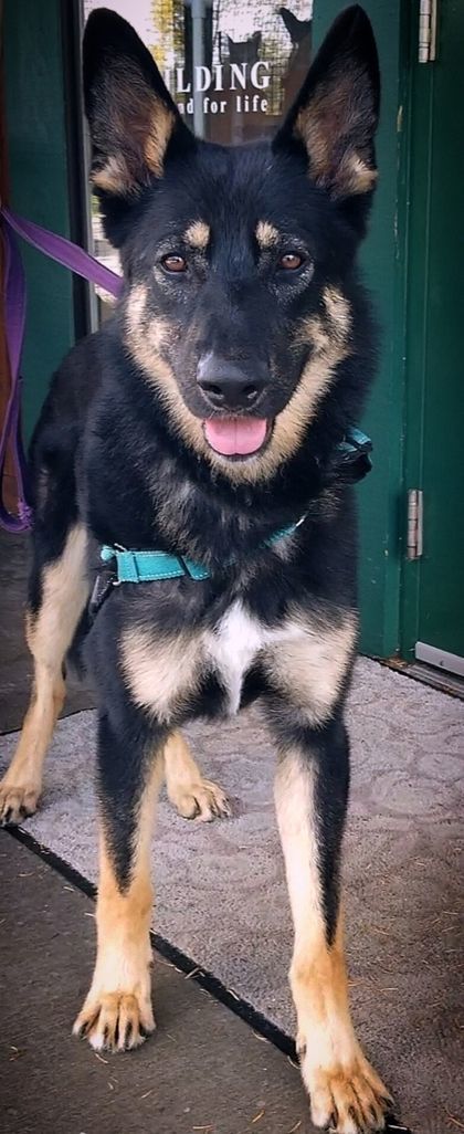 Dog for adoption - Ranger the Magnificent, a German Shepherd Dog in