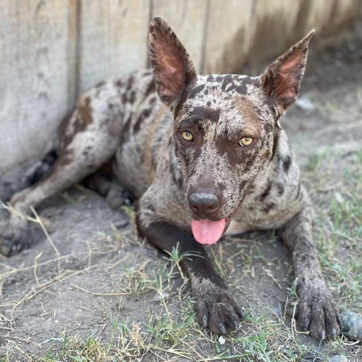 Catahoula leopard dog store petfinder