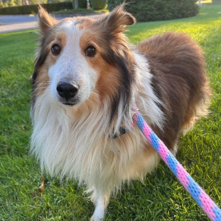 Frank, an adopted Shetland Sheepdog / Sheltie in Chester Springs, PA_image-1