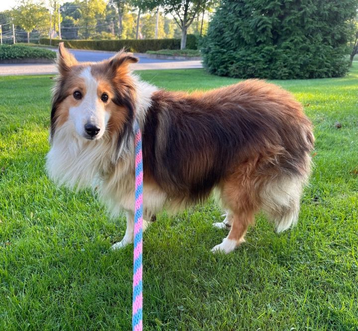 Frank, an adopted Shetland Sheepdog / Sheltie in Chester Springs, PA_image-2