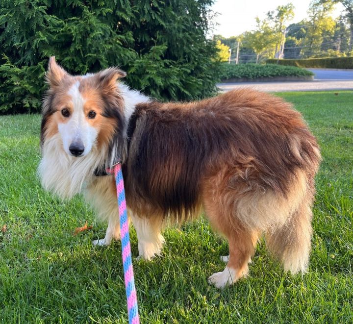 Frank, an adopted Shetland Sheepdog / Sheltie in Chester Springs, PA_image-5