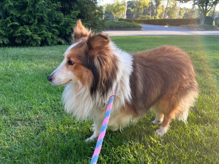 Frank, an adopted Shetland Sheepdog / Sheltie in Chester Springs, PA_image-6