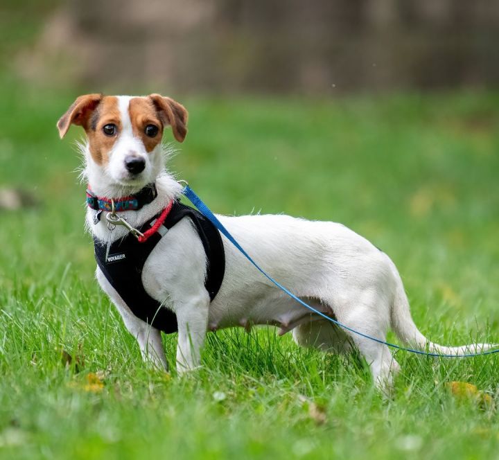 Dog for adoption - EVA, a Border Terrier & Jack Russell Terrier Mix in Pico  Rivera, CA