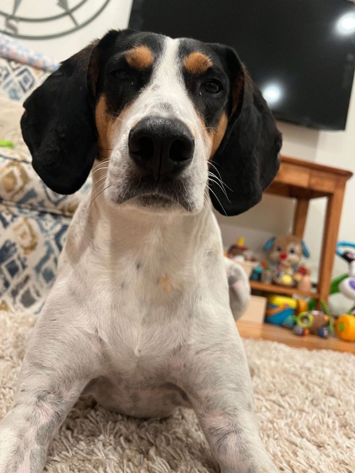 Coonhound sales pointer mix