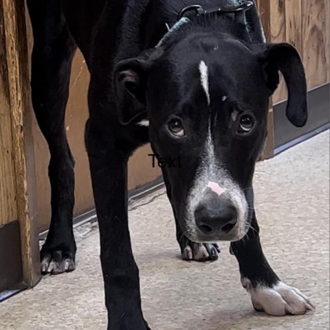 Judd, an adoptable Labrador Retriever in Wadena, MN, 56482 | Photo Image 1