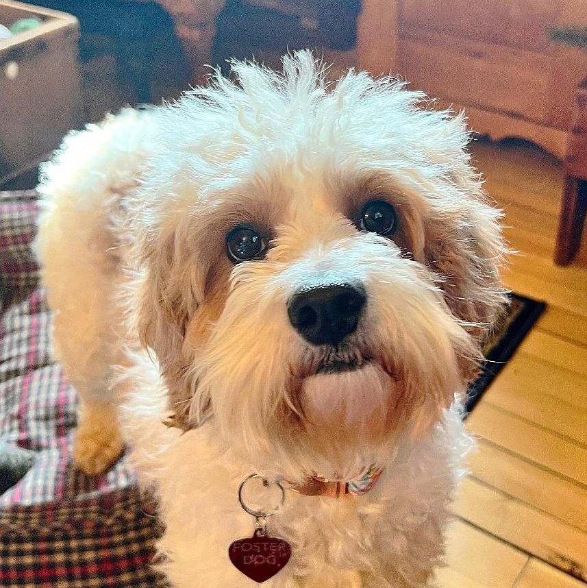 Muffin - Foster Home Needed , an adoptable Cockapoo, Golden Retriever in Hartland, WI, 53029 | Photo Image 2