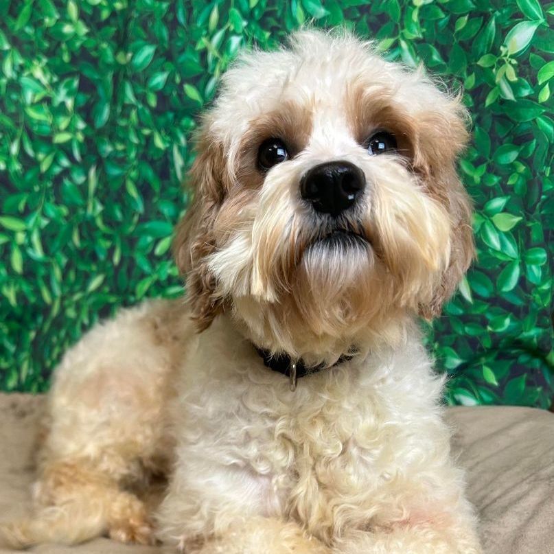 Muffin - Foster Home Needed , an adoptable Cockapoo, Golden Retriever in Hartland, WI, 53029 | Photo Image 4