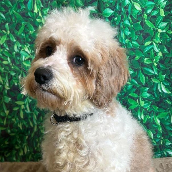 Muffin - Foster Home Needed , an adoptable Cockapoo, Golden Retriever in Hartland, WI, 53029 | Photo Image 6