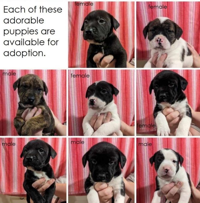 Puppy Litter