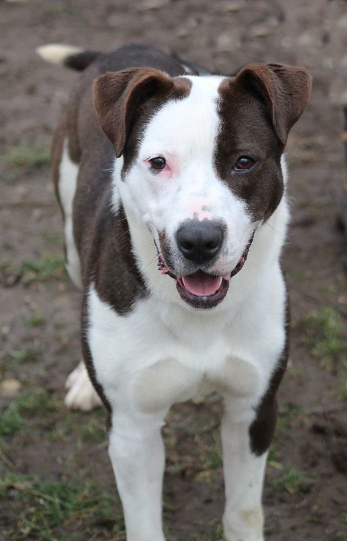 Bull terrier retriever mix cheap